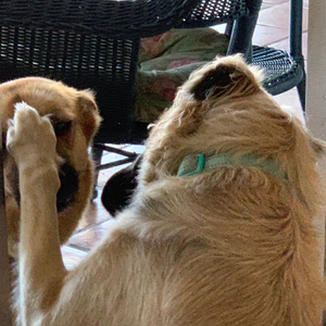 Fundraising Page: Leslie Puro